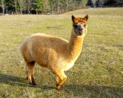 Alpaca For Sale - ANTOINETTE'S ANIK at Underwood Alpacas